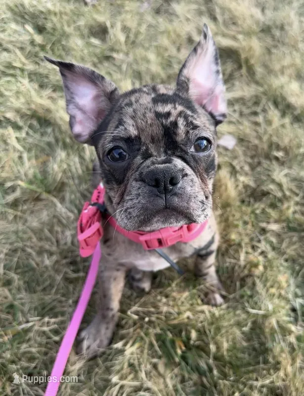Patty Small Merle Frenchton