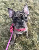 Patty Small Merle Frenchton, a female Frenchton for sale in Galion, OH – Photo 1 of 10