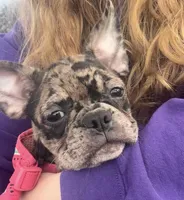 Patty Small Merle Frenchton, a female Frenchton for sale in Galion, OH – Photo 2 of 10