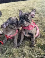 Patty Small Merle Frenchton, a female Frenchton for sale in Galion, OH – Photo 3 of 10