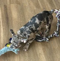 Patty Small Merle Frenchton, a female Frenchton for sale in Galion, OH – Photo 10 of 10