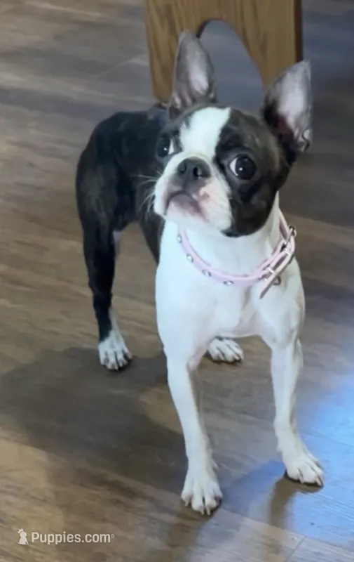 Spayed 11lb adult F  – Boston Terrier puppy for sale in Galion, OH