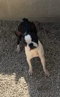 Dottie AKC , a female Boston Terrier for sale in Galion, OH – 6 of 8