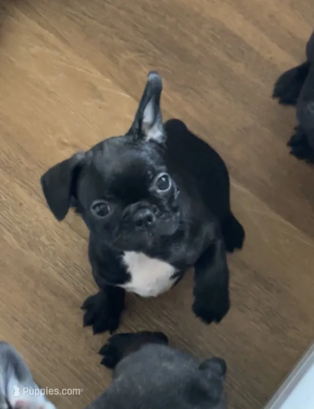 Remi – Frenchton puppy for sale in Galion, OH