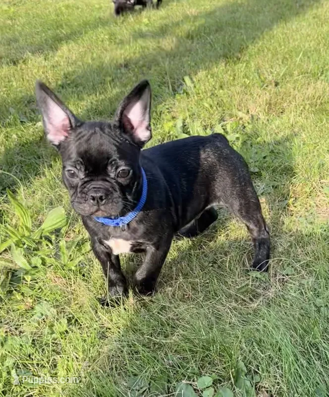 Jett – Boston Terrier, French Bulldog puppy for sale in Galion, OH