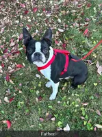 Bison, a male Boston Terrier for sale in Galion, OH – 8 of 10