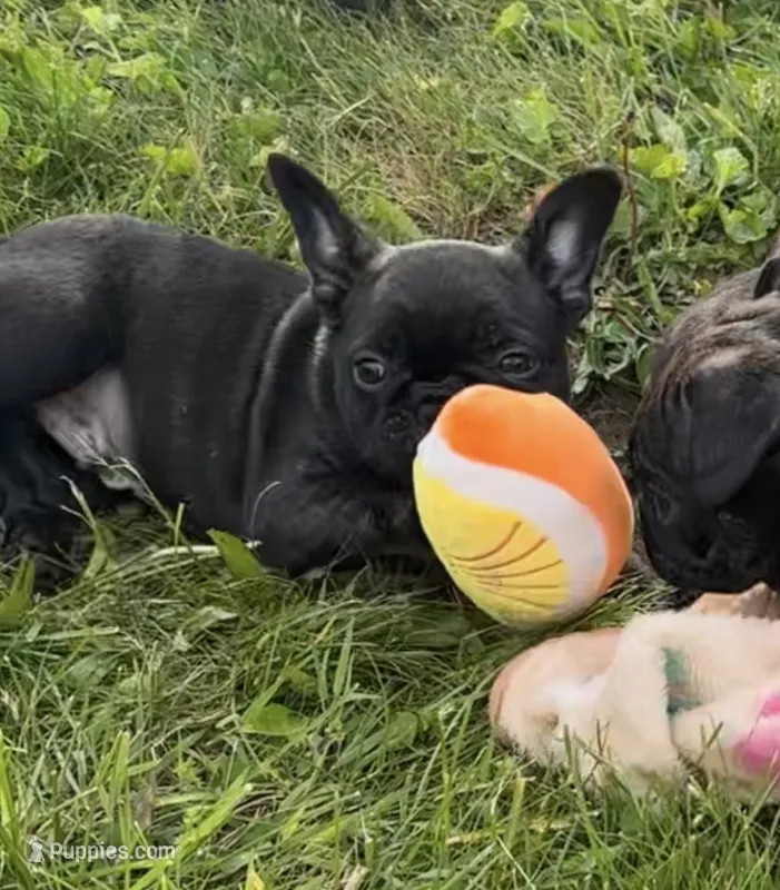 Cash – Frenchton puppy for sale in Galion, OH