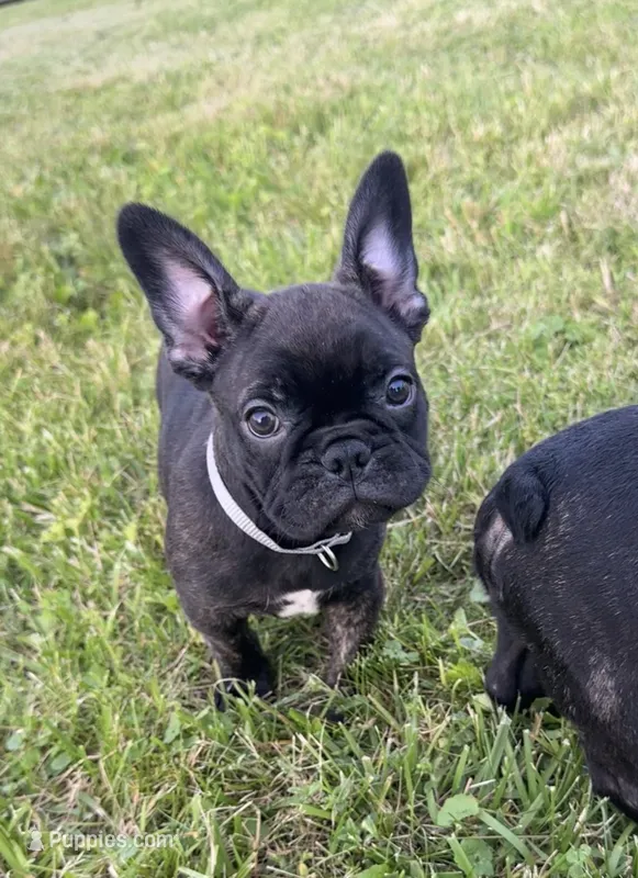 Cash – Frenchton puppy for sale in Galion, OH