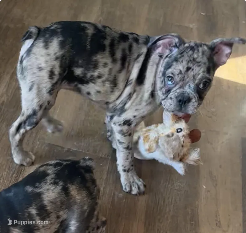 Violet Merle Frenchton 