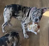 Violet Merle Frenchton , a female Boston Terrier and Frenchton for sale in Galion, OH – Photo 7 of 10