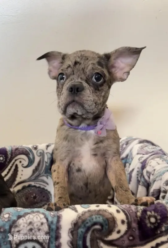 Violet Merle Frenchton  – Boston Terrier, Frenchton puppy for sale in Galion, OH