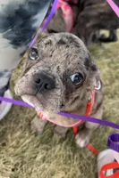 Violet Merle Frenchton , a female Boston Terrier and Frenchton for sale in Galion, OH – Photo 1 of 10