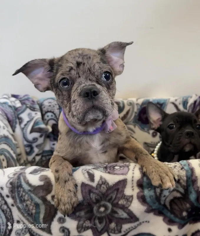 Violet Merle Frenchton  – Boston Terrier, Frenchton puppy for sale in Galion, OH