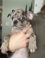 Violet Merle Frenchton , a female Boston Terrier and Frenchton for sale in Galion, OH – Photo 8 of 10