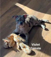 Violet Merle Frenchton , a female Boston Terrier and Frenchton for sale in Galion, OH – Photo 9 of 10