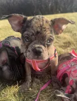 Violet Merle Frenchton , a female Boston Terrier and Frenchton for sale in Galion, OH – Photo 2 of 10