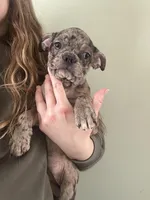 Violet Merle Frenchton , a female Boston Terrier and Frenchton for sale in Galion, OH – Photo 10 of 10