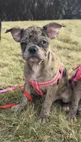 Violet Merle Frenchton , a female Boston Terrier and Frenchton for sale in Galion, OH – Photo 4 of 10