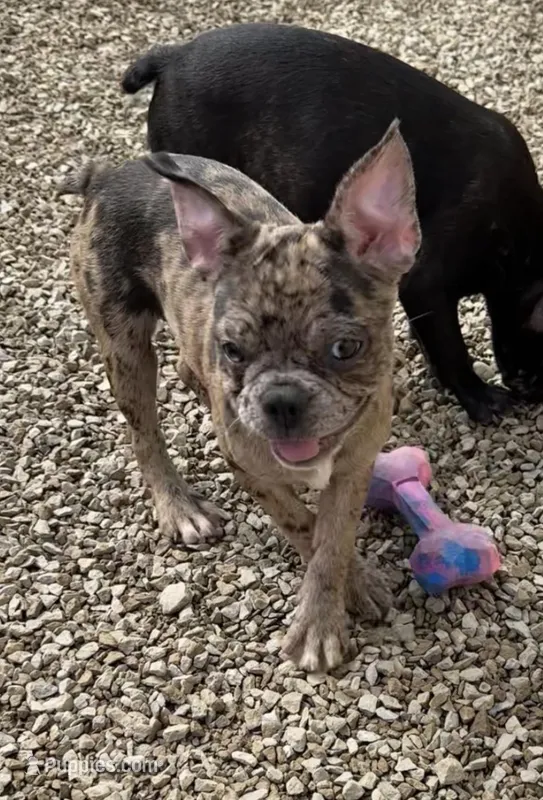 Violet Merle Frenchton 