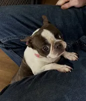 Spayed 11lb adult F , a female Boston Terrier for sale in Galion, OH – 7 of 8