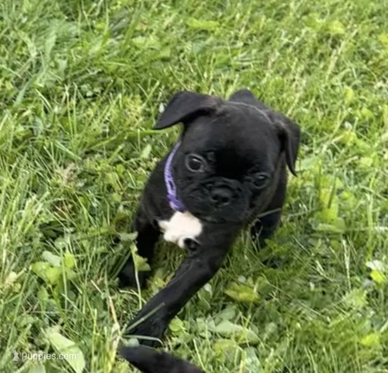 Remi – Frenchton puppy for sale in Galion, OH