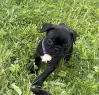 Remi, a female Frenchton for sale in Galion, OH – 5 of 9