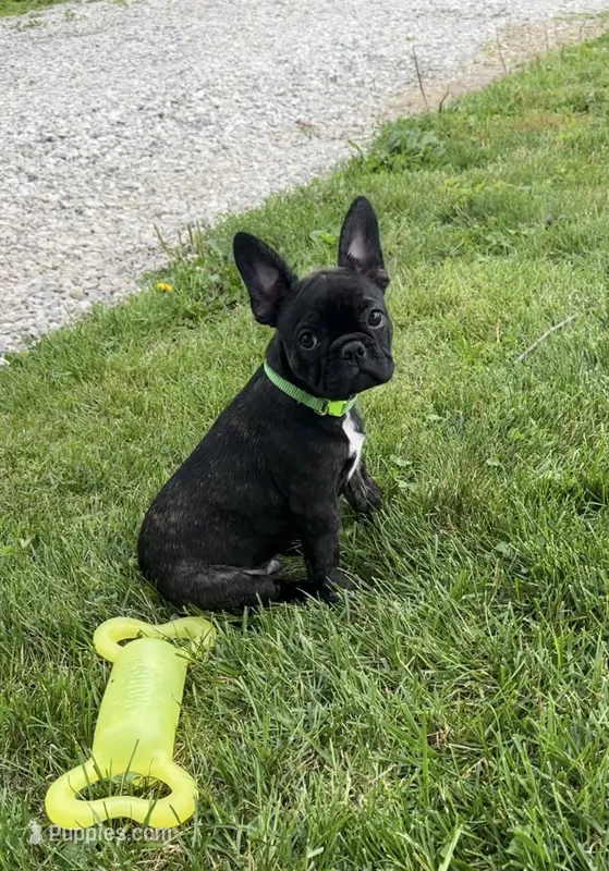 Zeke – Frenchton puppy for sale in Galion, OH