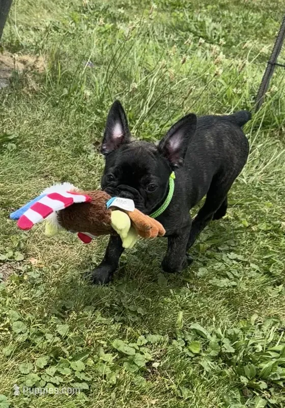 Zeke – Frenchton puppy for sale in Galion, OH