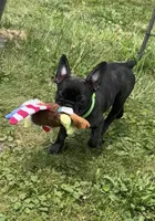 Zeke, a male Boston Terrier and French Bulldog for sale in Galion, OH – 6 of 10
