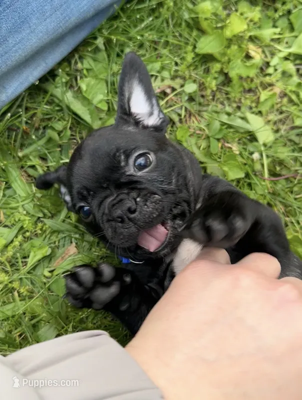 Jett – Boston Terrier, French Bulldog puppy for sale in Galion, OH
