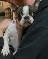 Spayed 11lb adult F , a female Boston Terrier for sale in Galion, OH – 2 of 8