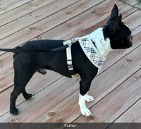 Bison, a male Boston Terrier for sale in Galion, OH – 7 of 10