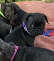 Remi, a female Frenchton for sale in Galion, OH – 6 of 9