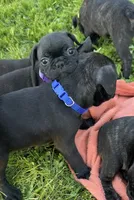 Remi, a female Frenchton for sale in Galion, OH – 7 of 9