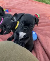 Remi, a female Frenchton for sale in Galion, OH – 8 of 9