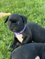 Remi, a female Frenchton for sale in Galion, OH – 3 of 9