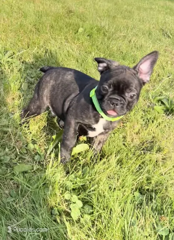 Zeke – Boston Terrier, French Bulldog puppy for sale in Galion, OH