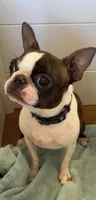 Spayed 11lb adult F , a female Boston Terrier for sale in Galion, OH – 6 of 8