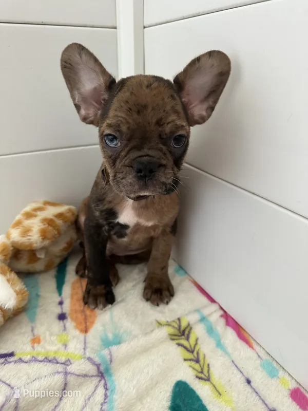 Charlie - Tiny Frenchton