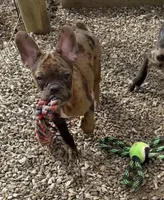 Charlie - Merle Frenchton, a male Frenchton for sale in Galion, OH – Photo 3 of 10