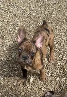 Charlie - Merle Frenchton, a male Frenchton for sale in Galion, OH – Photo 1 of 10
