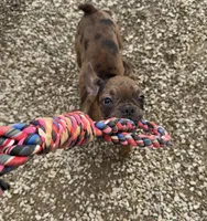 Charlie - Merle Frenchton, a male Frenchton for sale in Galion, OH – Photo 2 of 10