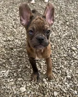 Charlie - Merle Frenchton, a male Frenchton for sale in Galion, OH – Photo 4 of 10