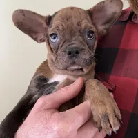 Charlie - Merle Frenchton, a male Frenchton for sale in Galion, OH – Photo 9 of 10