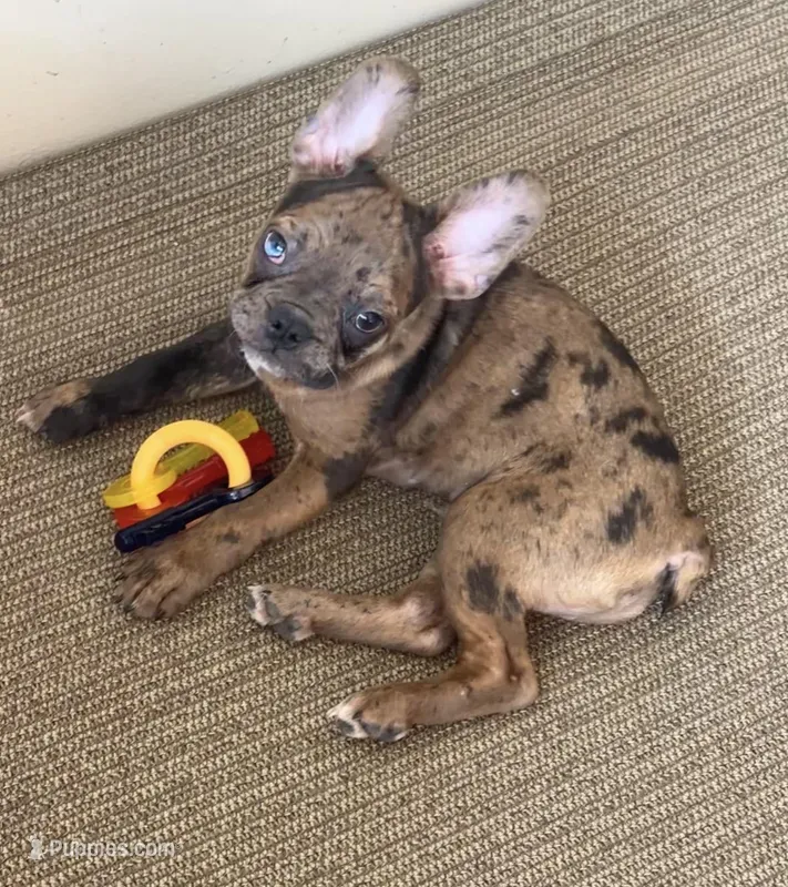 Charlie - Tiny Frenchton