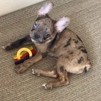 Charlie - Merle Frenchton, a male Frenchton for sale in Galion, OH – Photo 7 of 10