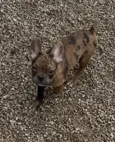 Charlie - Merle Frenchton, a male Frenchton for sale in Galion, OH – Photo 6 of 10