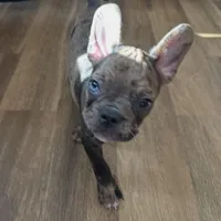 Charlie - Merle Frenchton, a male Frenchton for sale in Galion, OH – Photo 10 of 10