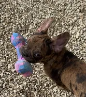 Charlie - Merle Frenchton, a male Frenchton for sale in Galion, OH – Photo 5 of 10