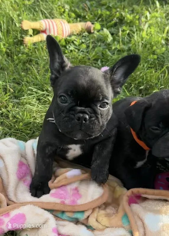 Cash – Frenchton puppy for sale in Galion, OH